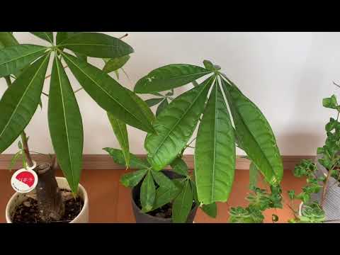 パキラの花の作り方は？理想的な状態を作り出すために、次の 5 つのメンテナンスのヒントに従ってください。  庭園