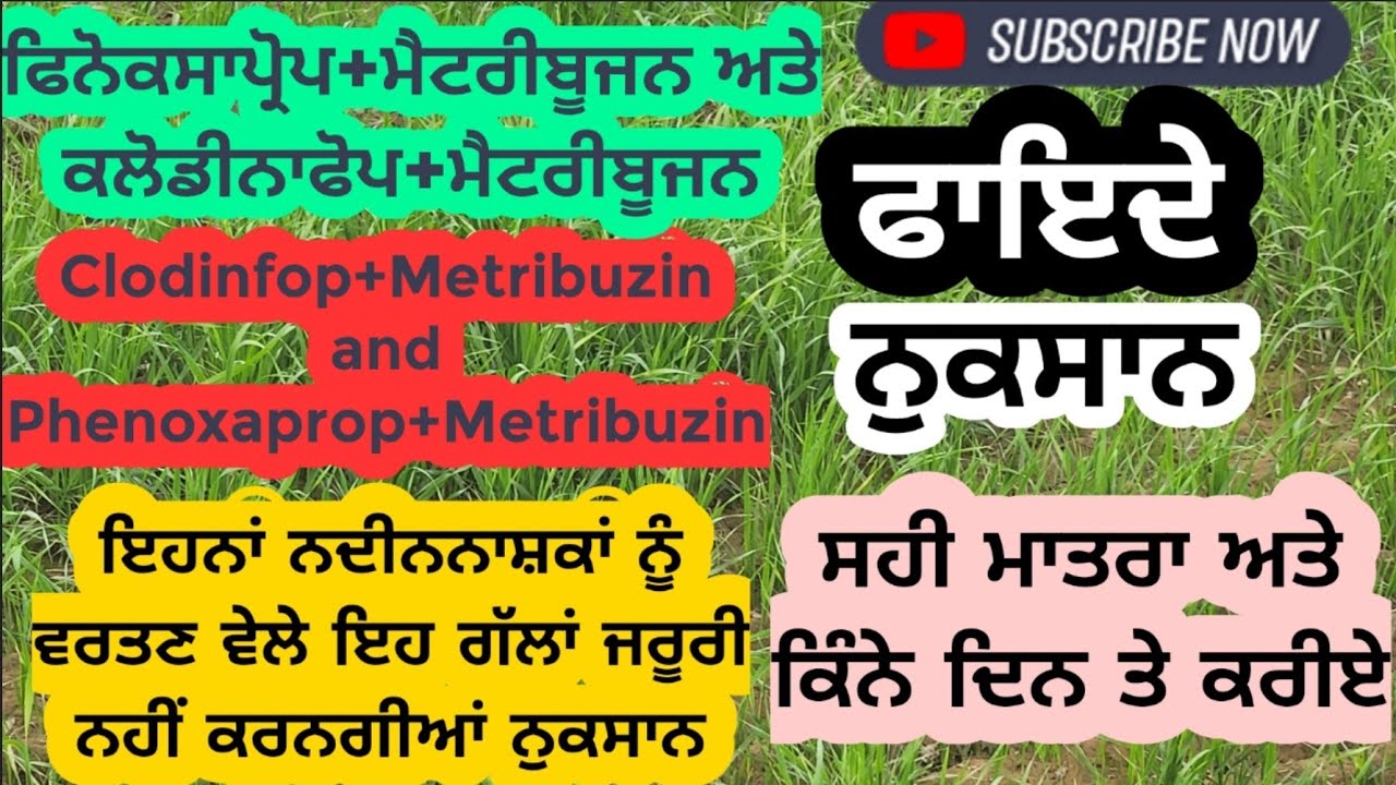 Watch video Use and precautions of Clodina+metribuzin in wheat/ਕਣਕ ਵਿੱਚ ਕਲੋਡੀਨਾ+ਮੈਟਰੀ ਸਾਵਧਾਨੀ ਨਾਲ ਕਿਵੇਂ ਵਰਤੀਏ Now Use and precautions of Clodina+metribuzin in wheat/ਕਣਕ ਵਿੱਚ ਕਲੋਡੀਨਾ+ਮੈਟਰੀ ਸਾਵਧਾਨੀ ਨਾਲ ਕਿਵੇਂ ਵਰਤੀਏ