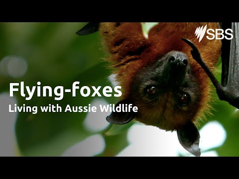 Flying Foxes | Living with Aussie Wildlife | Learn English