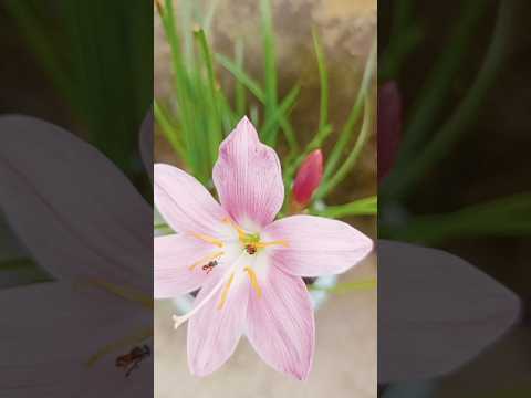 honeybee#sweet#nature#ytviral🐝🐝🌺🌺