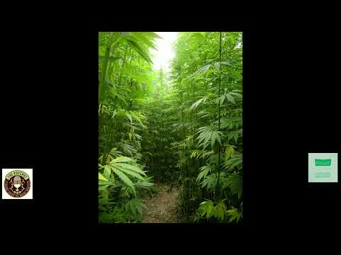 Episode 46 Ft James Bean of Seeds Here Now - 2019 Breeder Awards - The Pot Cast - 12/08/2020