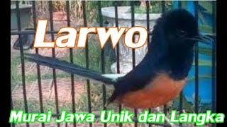 Download lagu Larwo Murai unik dan langka asli endemik lokal pul... mp3