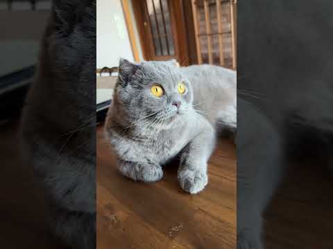 Katzen verstehen leicht gemacht! 🐱👀