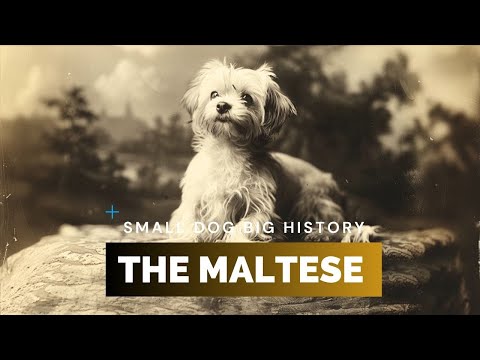 Maltese Dog - Full History