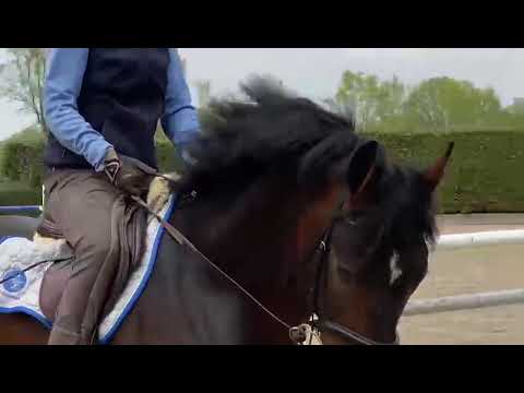 Barbara Beinwachs & Ausnahme-Hengst VAN GOGH (von Numero Uno) - Stal Horn De Wiemselbach