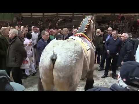Belgian Draft Horses