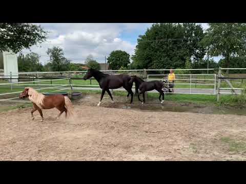 Stutfohlen von Secret