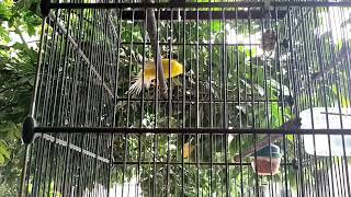 Download lagu Kenari Gacor Cuit cuit ngerol nembak - cocok buat masteran kenari paud mp3 Download lagu Kenari Gacor Cuit cuit ngerol nembak - cocok buat masteran kenari paud mp3