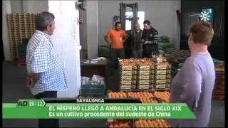 preview picture of video 'Reportaje sobre Nísperos Sayalonga'