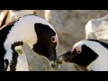 Best of Penguins | Top 5 | BBC Earth