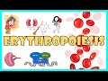 Erythropoiesis:- Steps in RBC formation, Regulation of Erythropoiesis, Lifespan & Destruction of RBC