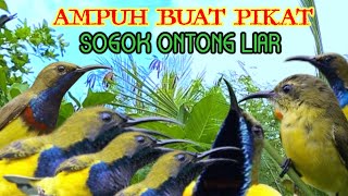 Download lagu Suara Sogon Liar Ribut Ampuh Buat Pikat... mp3