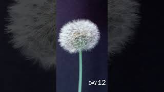 Download lagu Dandelion Flower Time Lapse mp3 Download lagu Dandelion Flower Time Lapse mp3