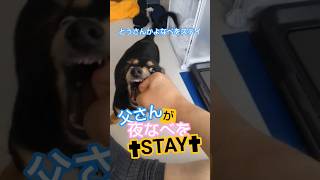 父さんが夜なべをSTAY　#dog #doglove #犬のいる暮らし #puppy #犬動画 #子犬 #犬 #犬との生活 #犬との暮らし #犬のいる生活 #犬のいる暮らし