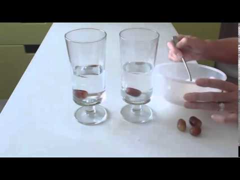 download lagu mp3 mp4 Floating Grape Experiment, download lagu Floating Grape Experiment gratis, unduh video klip Floating Grape Experiment