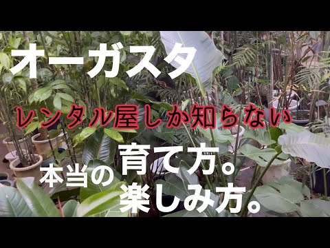 ストレチアの木 植物