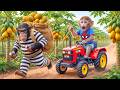 Monkey Nana Drives A Tractor To Harvest Papayas And Plans A Trap To Catch The Farm Thief