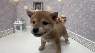 柴犬の動画01
