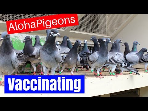 , title : 'Homing Racing Pigeon 2018 Update 6, Vaccinating Your Pigeons'