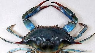 una ricetta per salvare il mare, il sugo di granchi, antica ricetta pugliese