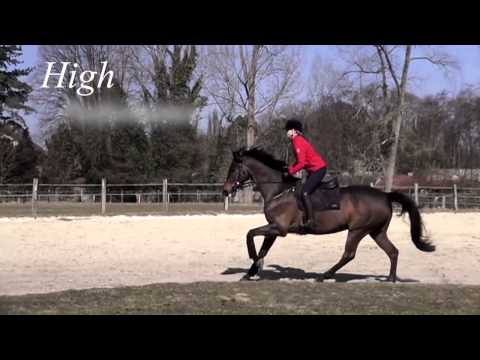 Westfälisches Pferdestammbuch