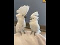 Cockatoos Dancing