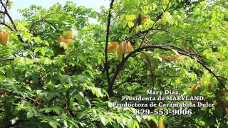 MARYLAND: OFRECE CARAMBOLA DULCE