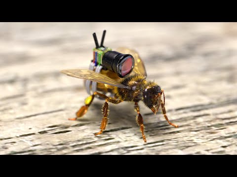Camera on a BEE!