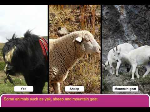 山に住む動物たち