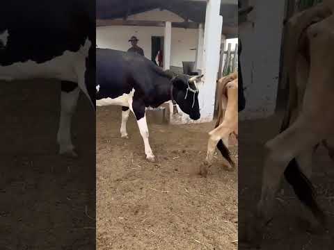 4 Vacas Paridas: 3.600 reais cada em Santa Terezinha/ Paraíba. Whatsapp 84 99810 2784* #gado