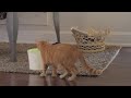 Видео о товаре Catit Design Cat Drinking Fountain, питьевой фонтанчик-фильтр / Hagen (Германия)