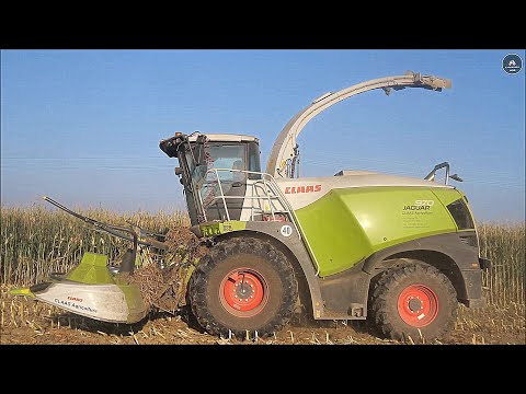 Claas Jaguar 970 (502) & 3 NH T7 - BERTONI - Insilato mais 2023