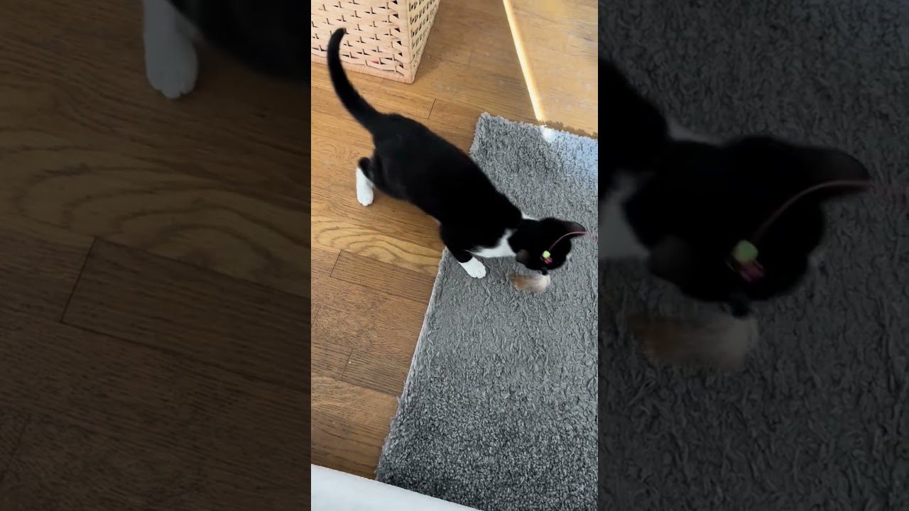 Enlarge Brian, a Adoptable mixed breed in Hyattsville, MD video 2/6