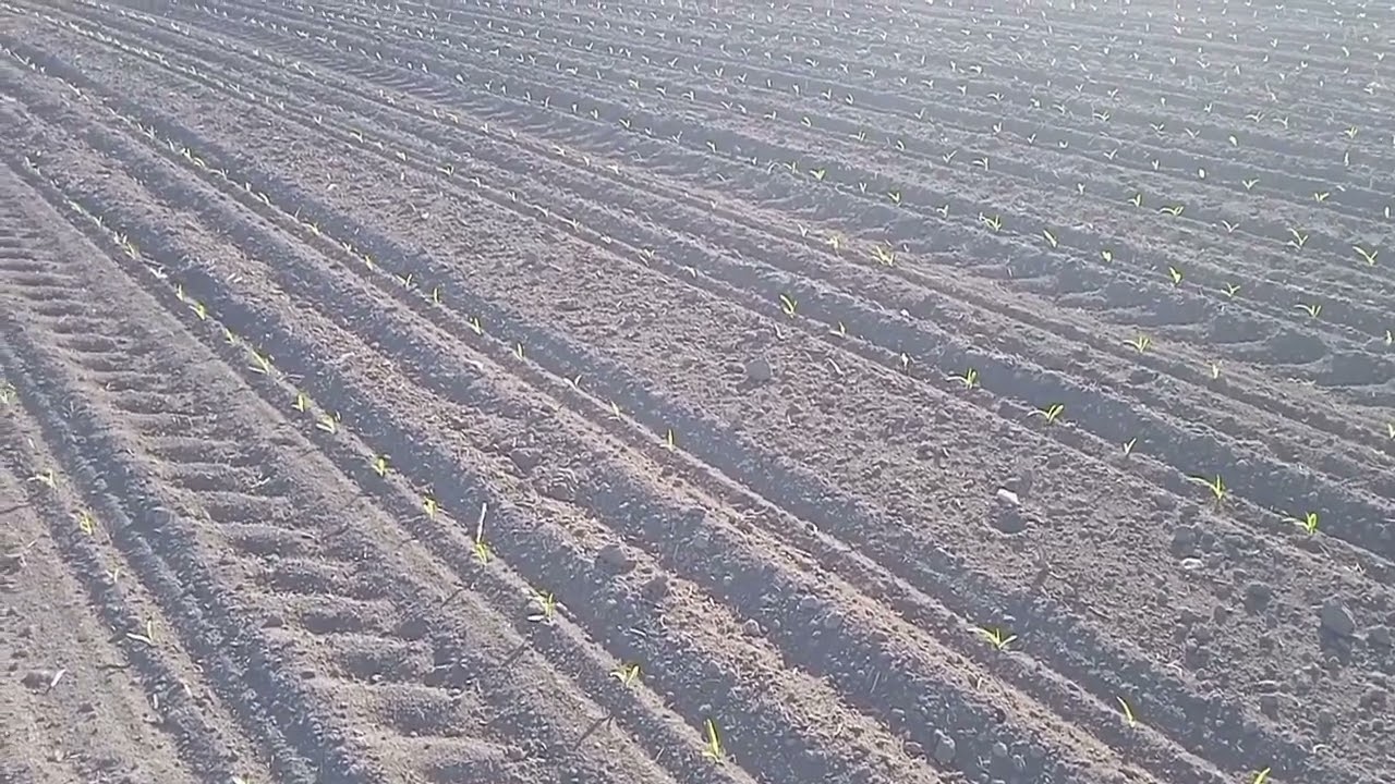 Сходи кукурудзи за сівалкою VENZA-6 PRO