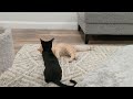 Tuxedo Kitten And Orange Cat Fight
