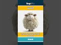 wool (noun) - definition and usage in English