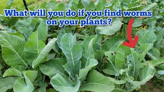 How to Get Rid of the Worms on your Broccoli and Cauliflower Plants? | Easy Way to Kill Worms