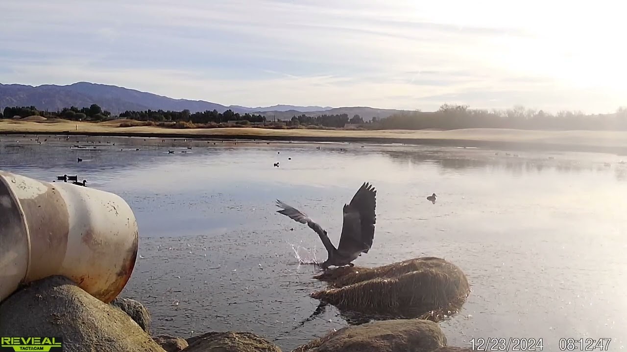 S2E42: Wildlife At The Lakes