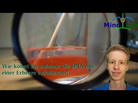 Wie könnt Ihr die DNA aus einer Erdbeere extrahieren? | Experiment | MindLife