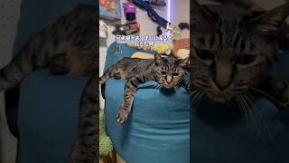 お返事ができる猫 #猫 #喋る猫 #cat #funnycat #shorts