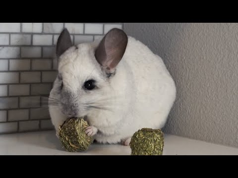 What is the Proper Chinchilla Diet?