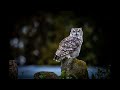 Owl Sound Effect Night Forest Ambience Mysterious Nature Background