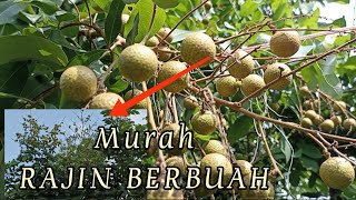 Download lagu JENIS KELENGKENG YANG CEPAT DAN SELALU BERBUAH || KELENGKENG DATARAN RENDAH mp3 Download lagu JENIS KELENGKENG YANG CEPAT DAN SELALU BERBUAH || KELENGKENG DATARAN RENDAH mp3