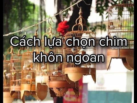 4 SAI LẦM PHỔ BIẾN KHI ANH EM ĐI MUA CHIM