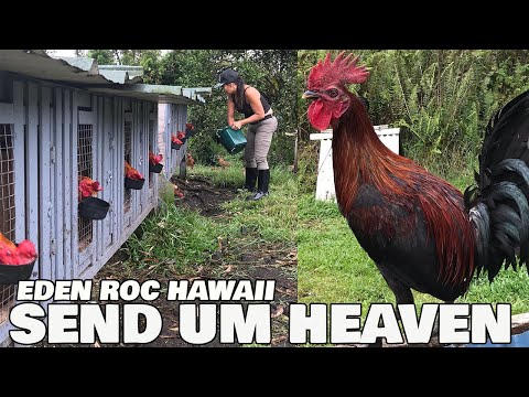 Hawaii Beautiful Black Bird's - Send Um Heaven Farm
