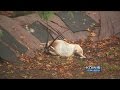Oryx Horned Animal Native To Africa Seen In Forest Park