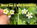 Wild Strawberry Or Barren Strawberry How To Tell The Difference