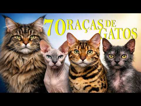 Aprenda Sobre Todas as Raças de Gatos em Apenas 12 Minutos