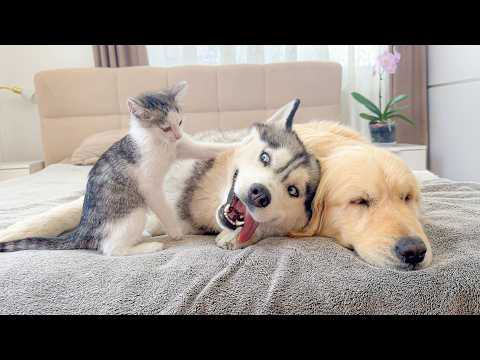 YouTube 썸네일
