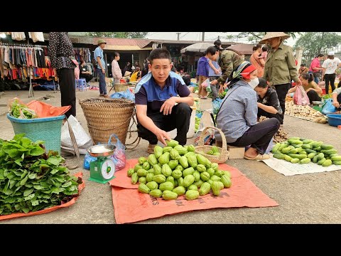 Harvesting Chayote Garden goes to the market sell | Country Life - Man